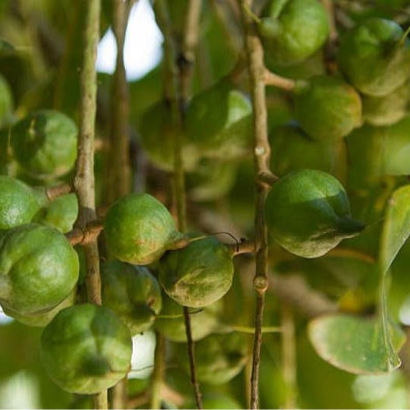 The 5 Largest Macadamia Growing Provinces in Vietnam Currently