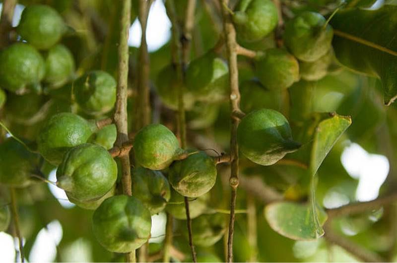 The 5 Largest Macadamia Growing Provinces in Vietnam Currently