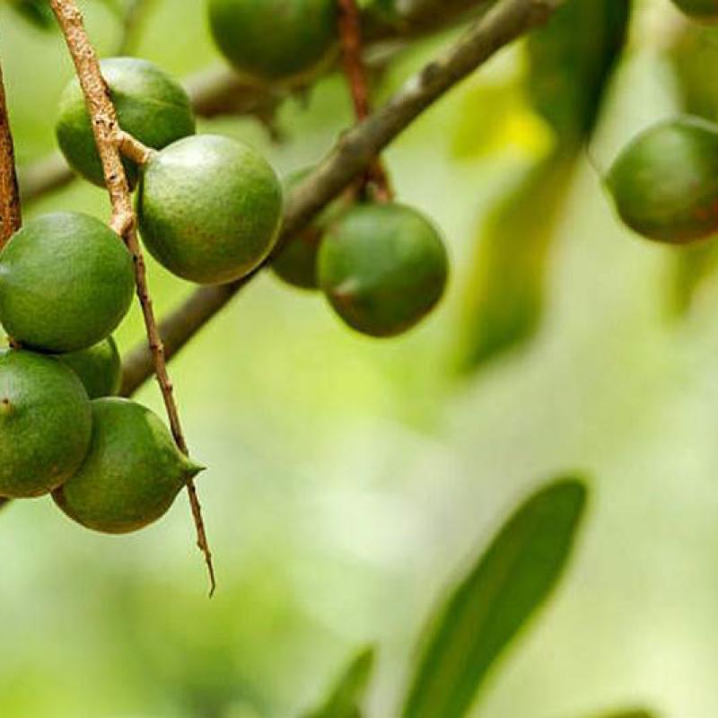 Instructions on How to Preserve Macadamia Nuts Without Oil Smell