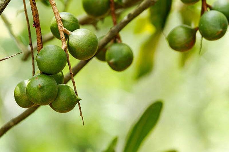 Instructions on How to Preserve Macadamia Nuts Without Oil Smell