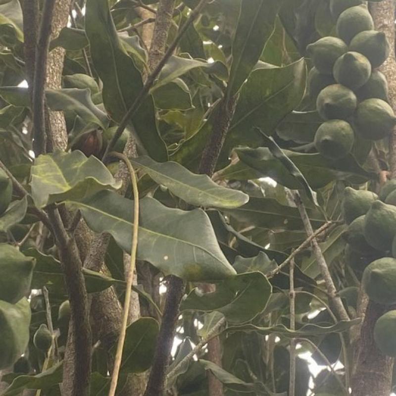 Instructions on How to Harvest Macadamia Nuts Correctly