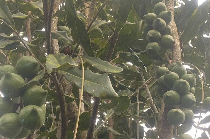 Instructions on How to Harvest Macadamia Nuts Correctly