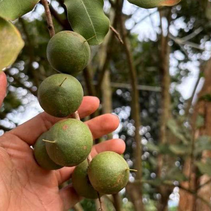 The Macadamia Tree: Origin And Development Opportunities in Vietnam