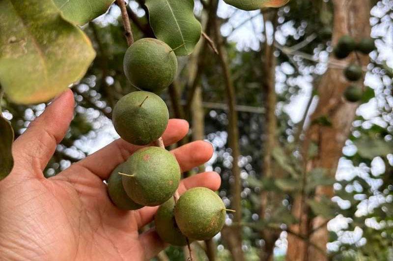 The Macadamia Tree: Origin And Development Opportunities in Vietnam