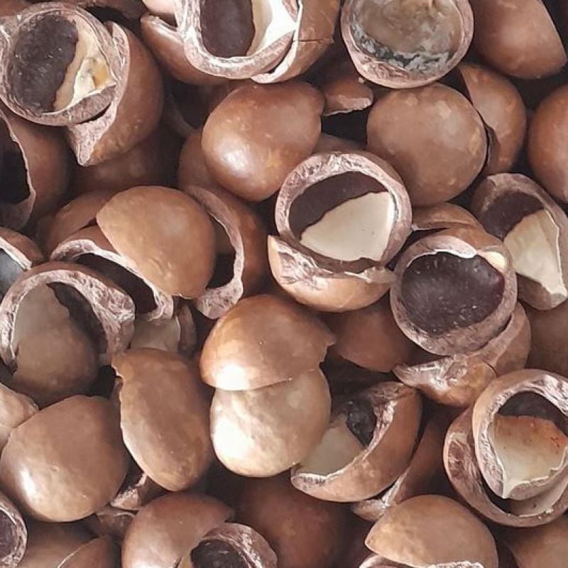 Discover the Uses of Macadamia Nut Shells