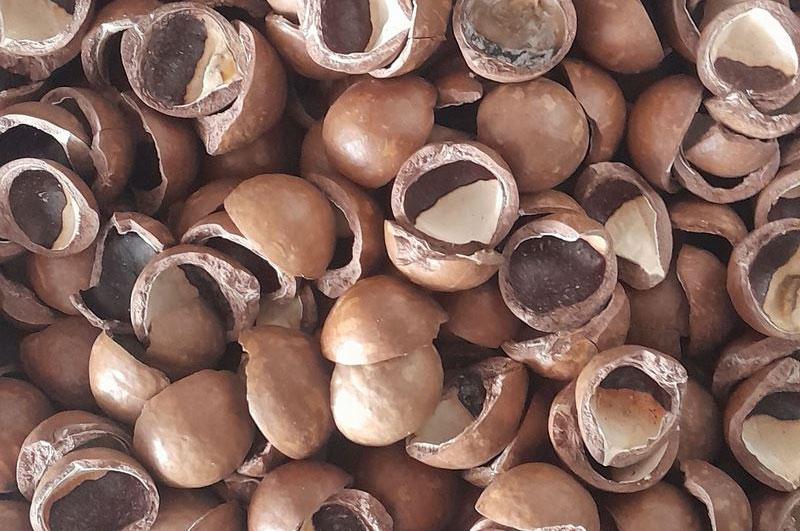 Discover the Uses of Macadamia Nut Shells