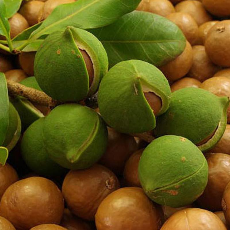 Introduction to Vietnam Macadamia Association (VMA)