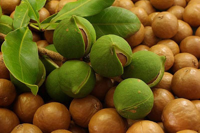 Introduction to Vietnam Macadamia Association (VMA)