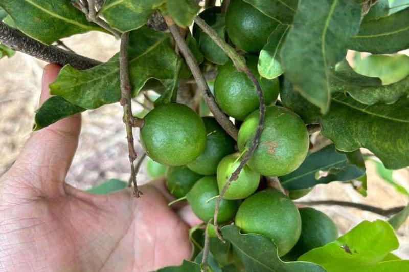 Economic Effects Macadamia Trees Bring to Dak Lak Province