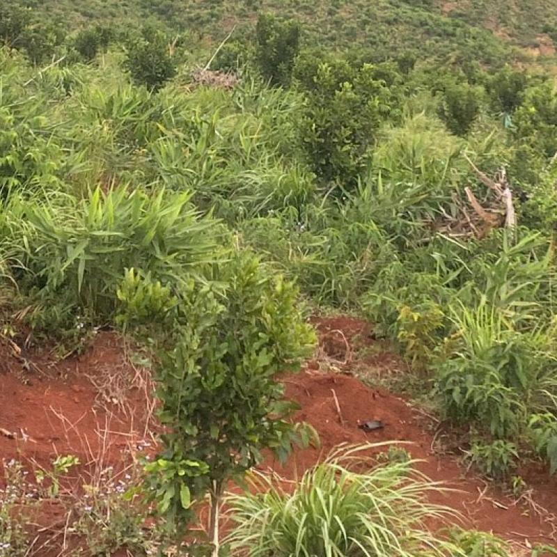 Instructions for Choosing Macadamia Seedlings With High Yielding