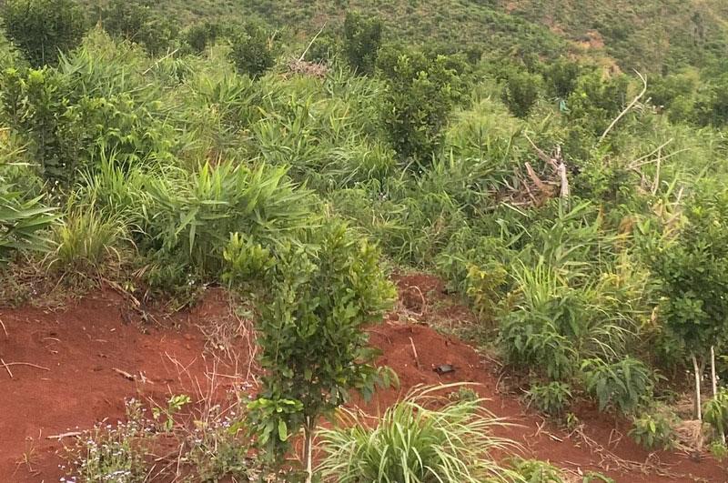 Instructions for Choosing Macadamia Seedlings With High Yielding