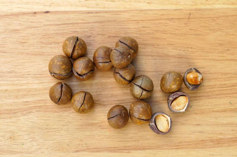 Where to Buy Reputable Macadamia Nuts with High Quality?