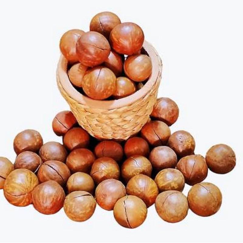 Learn the Macadamia Nut Processing Process