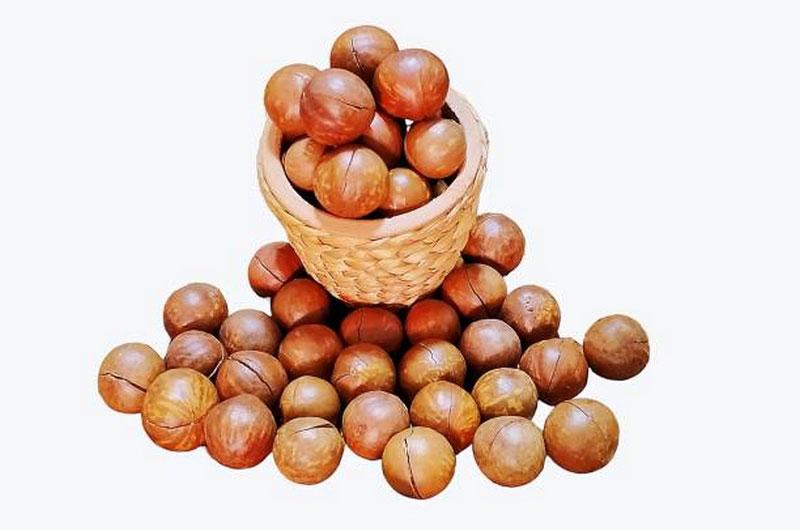 Learn the Macadamia Nut Processing Process