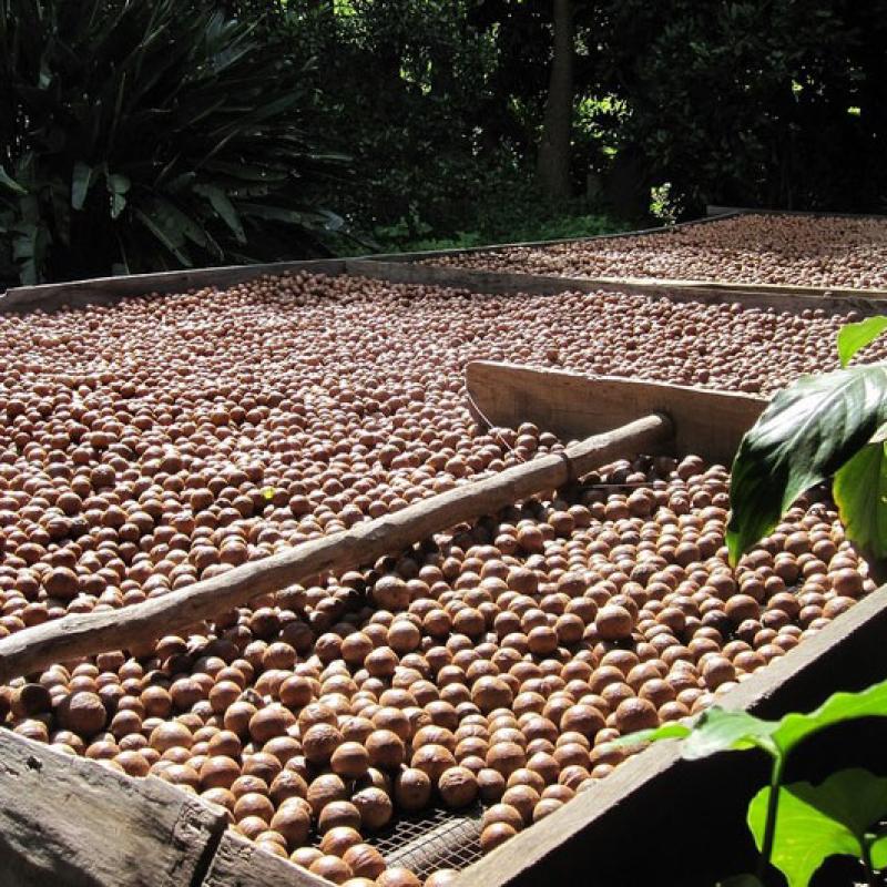 Standard for Assessing the Quality of Macadamia Nuts