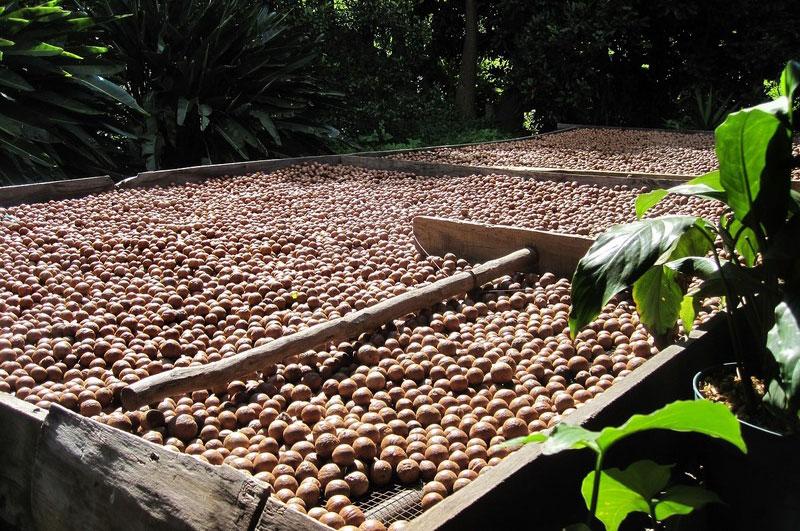 Standard for Assessing the Quality of Macadamia Nuts