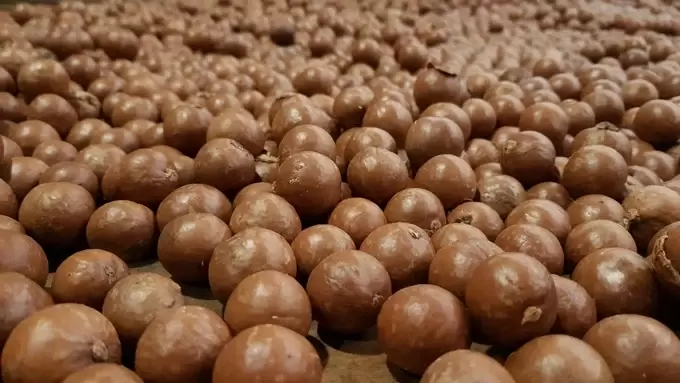 Why Are Macadamia Nuts Expensive? Explanation of Cause